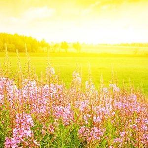 Meet your Posher, Jo ann